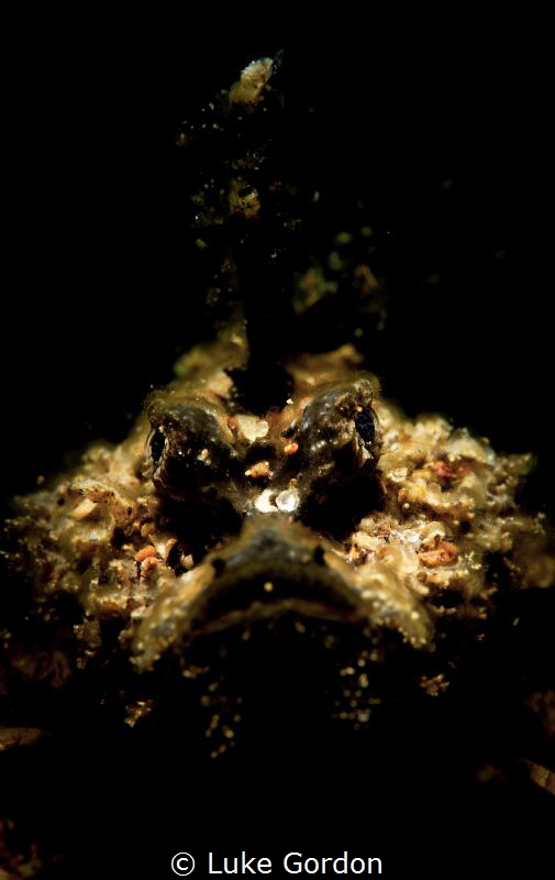 Tiny juvenile Inimicus didactylus, A.K.A. Grump by Luke Gordon 