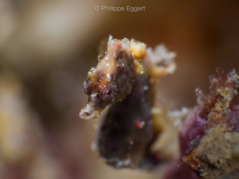 Potohi Pygmy Seahorse by Philippe Eggert 