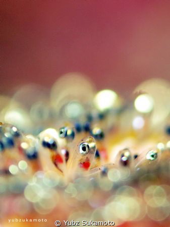 clown fish egg by Yubz Sukamoto 