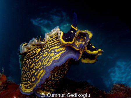 Hypselodoris picta
RISING STAR by Cumhur Gedikoglu 