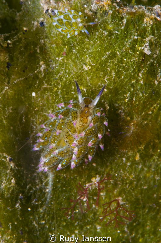 Very small nudi 2mm by Rudy Janssen 