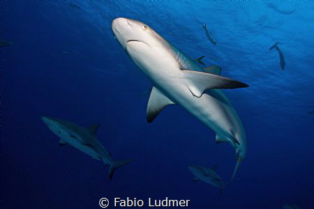 Hello, friend! by Fabio Ludmer 