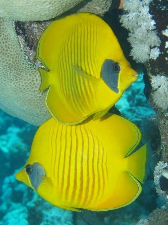 Masked butterfly fish taken Quays site, Ras Mohamed Park ... by Nikki Van Veelen 