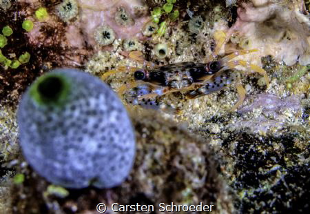 Crab by Carsten Schroeder 