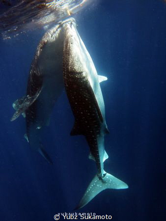 WHALE SHARK IN GORONTALO by Yubz Sukamoto 