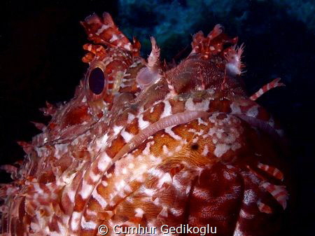 Scorpaena scrofa
BIG HEAD by Cumhur Gedikoglu 