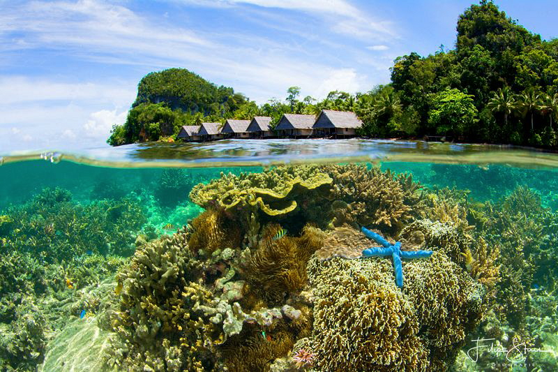 View over the island and housereef of Pulau pef. Raja Amp... by Filip Staes 