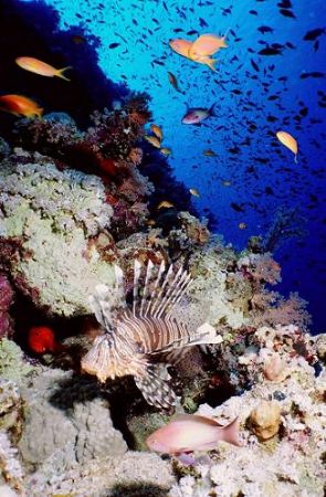 Lion Fish at "the wall" in Shark Reef, Ras Mohammed Natio... by Erich Reboucas 