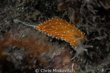 Orange Nudi....Early season of the coast of New England by Chris Miskavitch 
