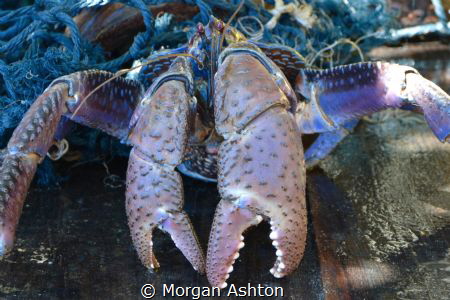 Coconut Crab on Defense by Morgan Ashton 