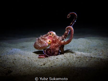 coconut octopus by Yubz Sukamoto 