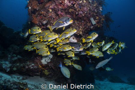 Sweetlips Raja Ampat by Daniel Dietrich 