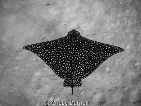"Flying"
A Spotted Eagle Ray over a sandy bottom. 
 by Chase Darnell 