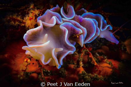 Thrilled by the frilled nudibranch by Peet J Van Eeden 