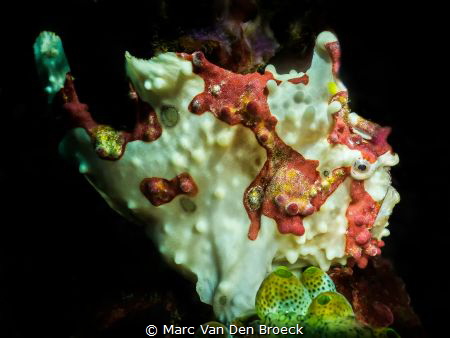 frogie from verde island by Marc Van Den Broeck 