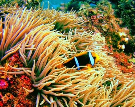Clown Fish/Anemone....Soma Soma Straits, Fiji...Reefmaste... by Tiffany Pacileo 