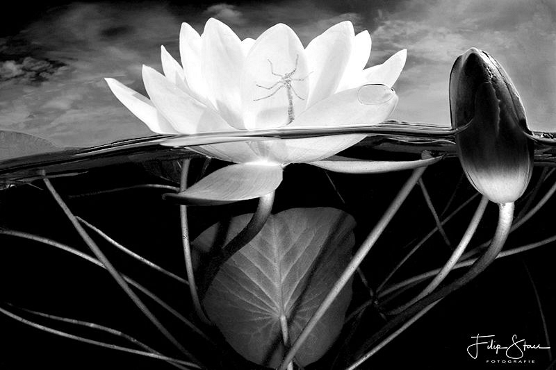 Storm over a Waterlily, Turnhout, Belgium. by Filip Staes 
