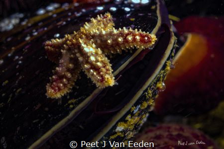 A star has been born-  1 cm in length, weight unkonwn by Peet J Van Eeden 
