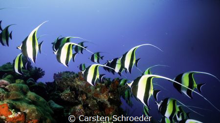 Group by Carsten Schroeder 