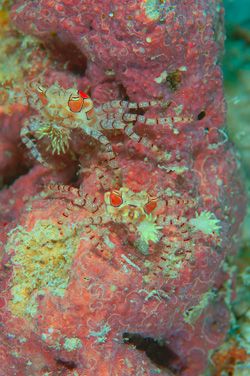 A pair of BOXER CRAB. D70,105mm.
Kapalai,Sabah by Frankie Tsen 