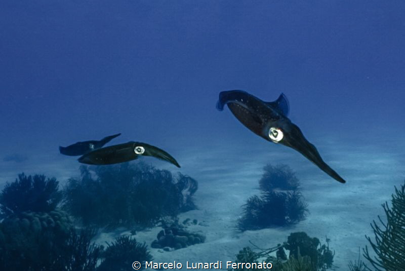 Curious squid by Marcelo Lunardi Ferronato 