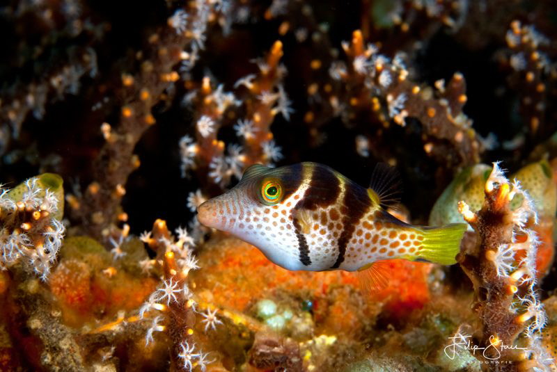 Saddled toby, Bali, Indonesia by Filip Staes 