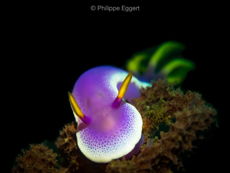 Hypselodoris apolegma in the mood by Philippe Eggert 