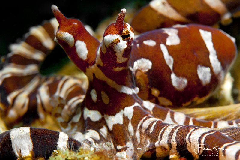 Master of mimicry, Lembeh strait, Indonesia by Filip Staes 