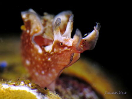 Sea Hare
@Tulamben by Julian Hsu 
