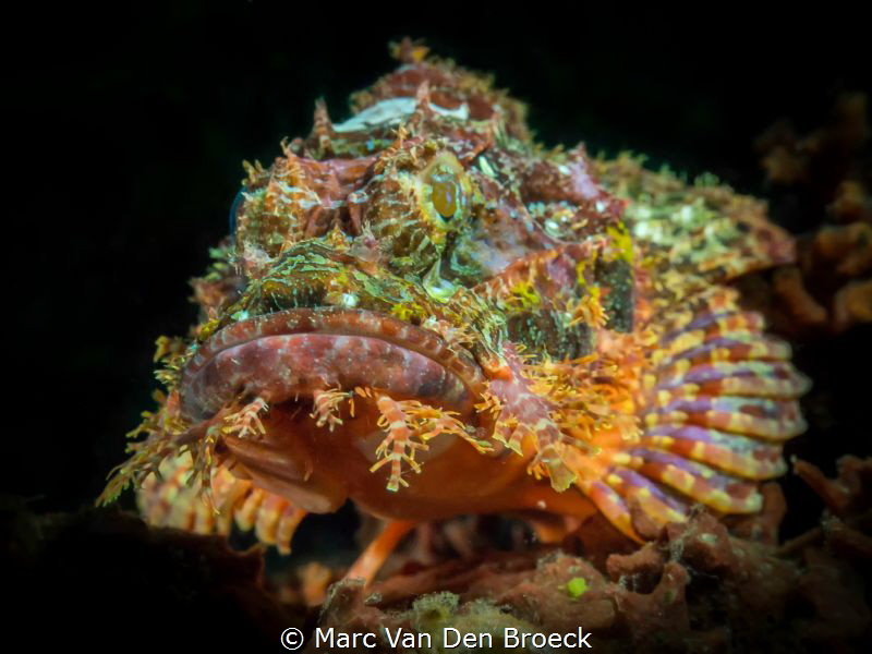 biglips by Marc Van Den Broeck 