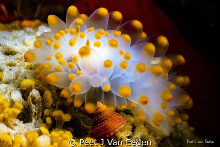 Mellow Yellow by Peet J Van Eeden 