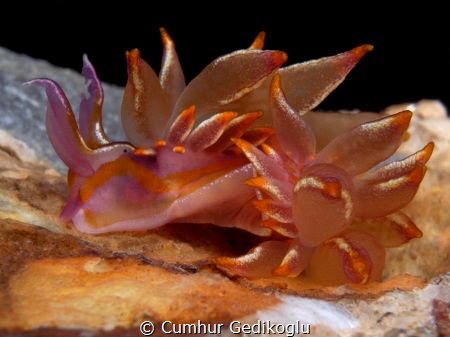 Hermaea variopicta
SWALLOW HEAD.It's look like a swallow... by Cumhur Gedikoglu 