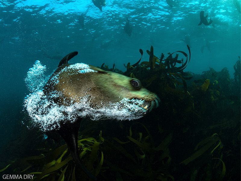 A Cape Fur Seal having a good old bark and blowing some b... by Gemma Dry 