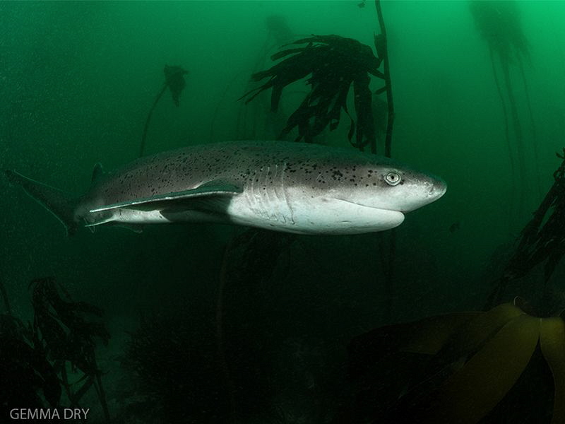 Broadnose Sevengill Shark - Pyramid - South Africa by Gemma Dry 