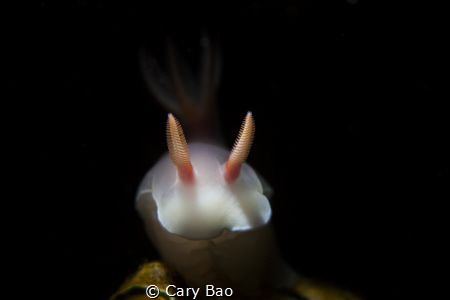 Nudi Portrait by Cary Bao 