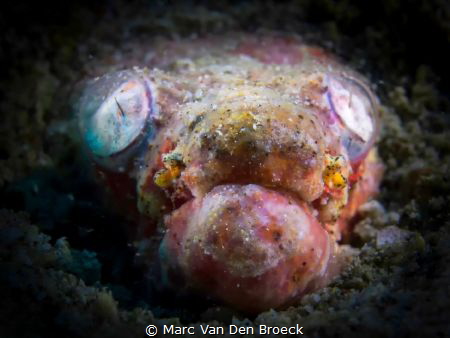 ealeyes by Marc Van Den Broeck 
