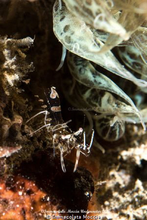 Periclimenes amethysteus by Immacolata Moccia 