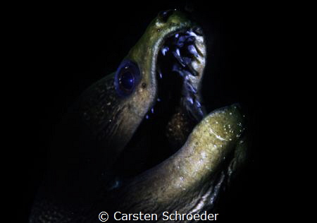 Moray by Carsten Schroeder 