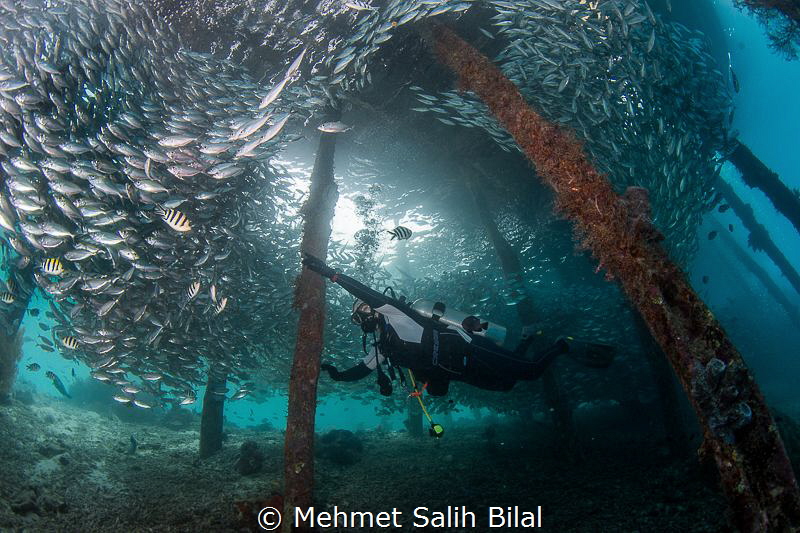 Playing with silverside shoal. by Mehmet Salih Bilal 