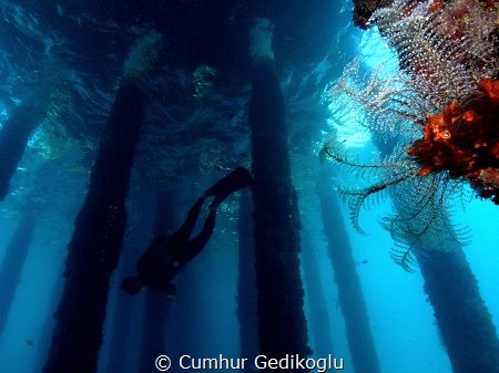 My buddy
My Buddy was free diving training. by Cumhur Gedikoglu 