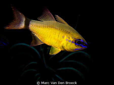 cardinalblue by Marc Van Den Broeck 
