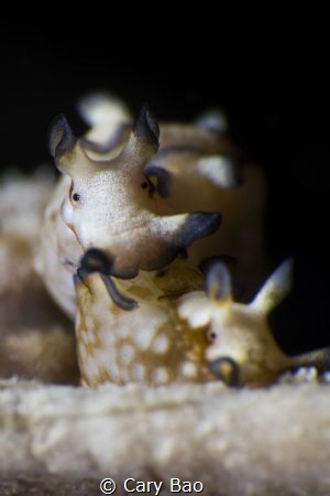 Nudi Mating by Cary Bao 