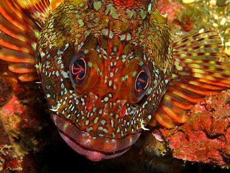 Look into my eyes... hypnotic acid fish in Taiwan. Enhanc... by Alex Tattersall 