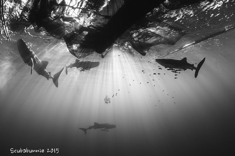 how many? by Tracey Jennings 