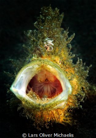 Bigmouth by Lars Oliver Michaelis 