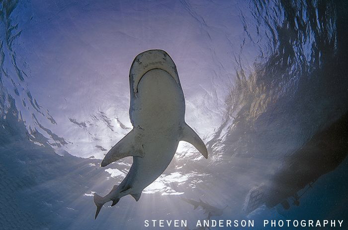 The sun shining, Tiger Sharks make for a perfect day to d... by Steven Anderson 