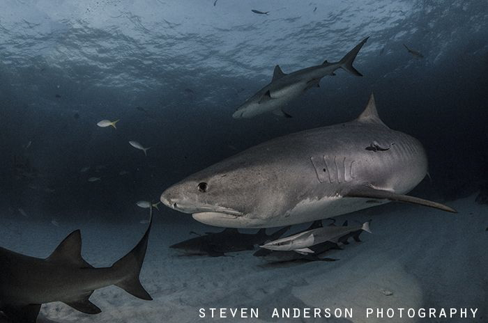 Tiger Sharks make for an exciting night dive at Tiger Bea... by Steven Anderson 