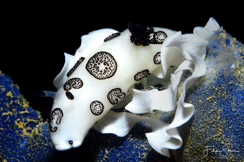 Black and white jorunna (Jorunna funebris) by Filip Staes 