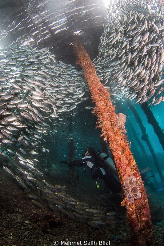 Playing with silverside shoal under Arborek pier. by Mehmet Salih Bilal 