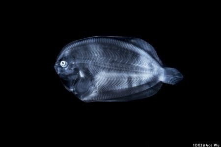X ray
Location : Anilao Philippines
Canon EOS1D X Mark ... by Yung Sen Wu 
